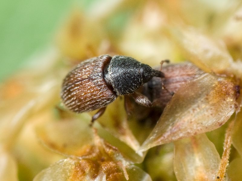 Mecinus pascuorum (Gyllenhal, 1813)